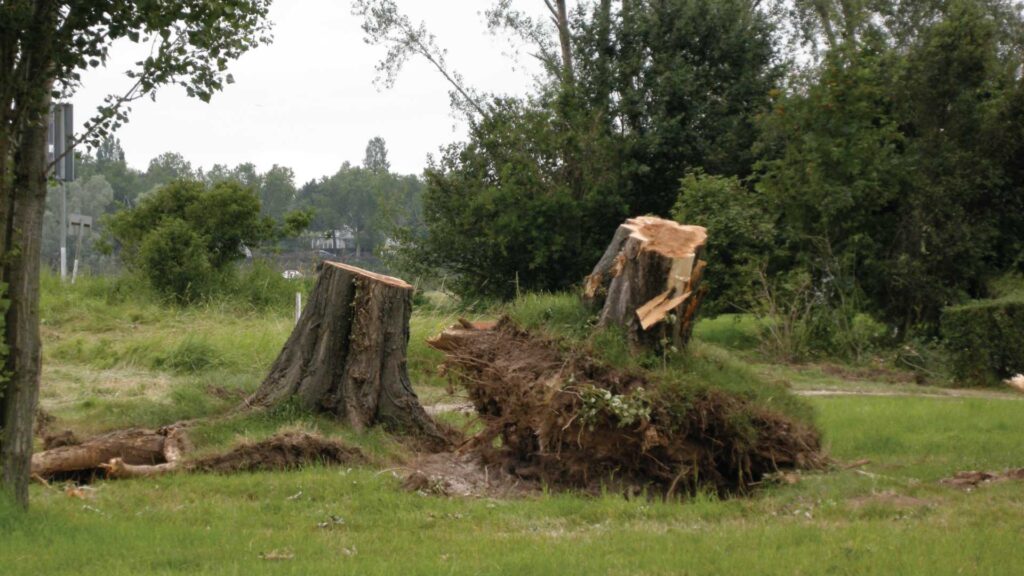 stump removal atlanta