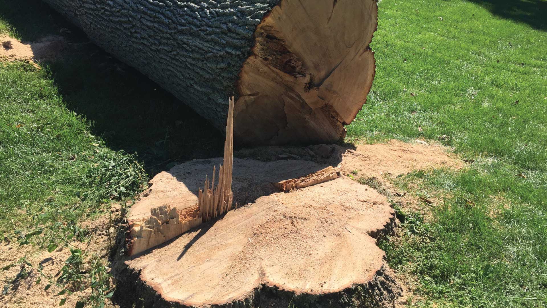 root decomposition stump grinding