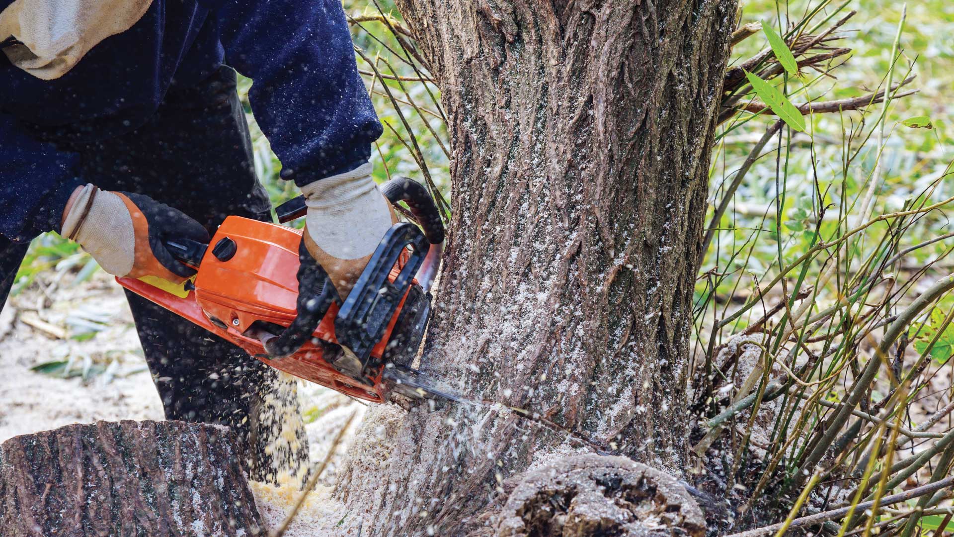 cutting tree roots